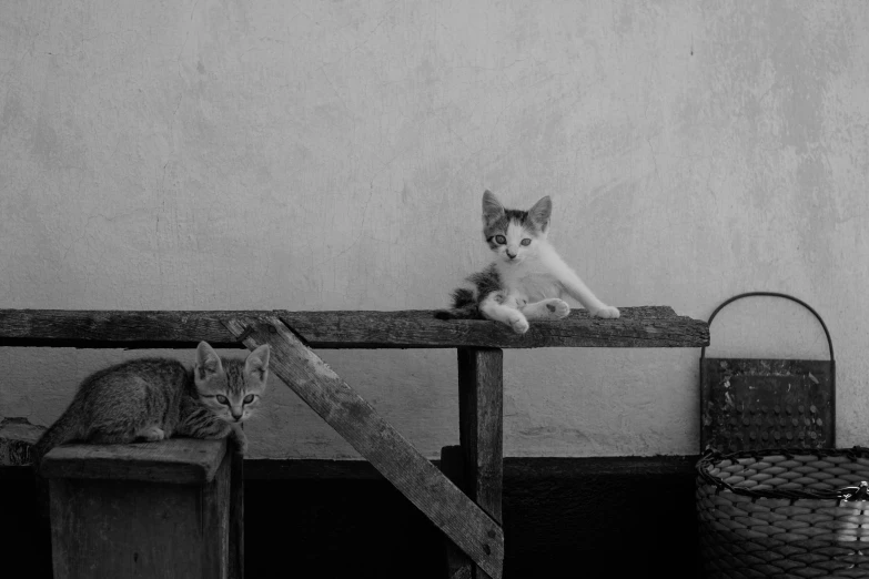 two cats that are sitting on a bench