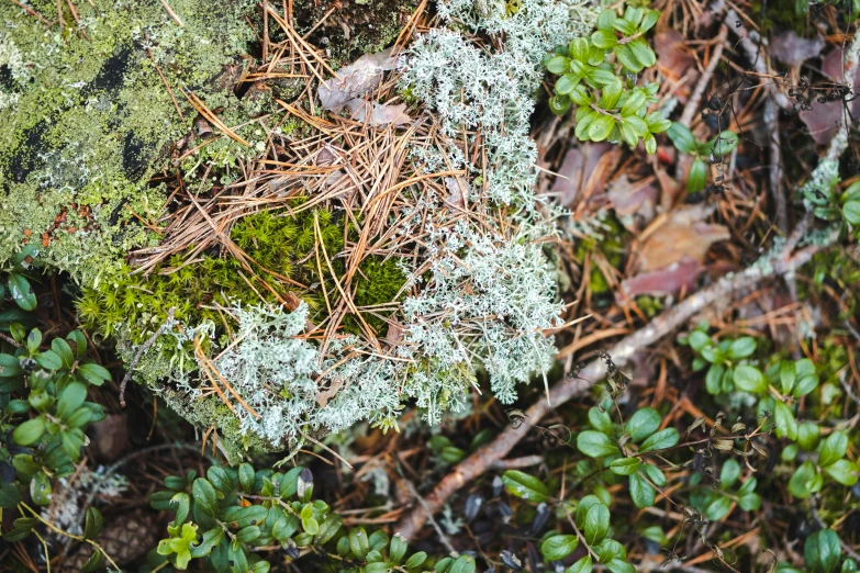 moss grows on the side of an old tree stump