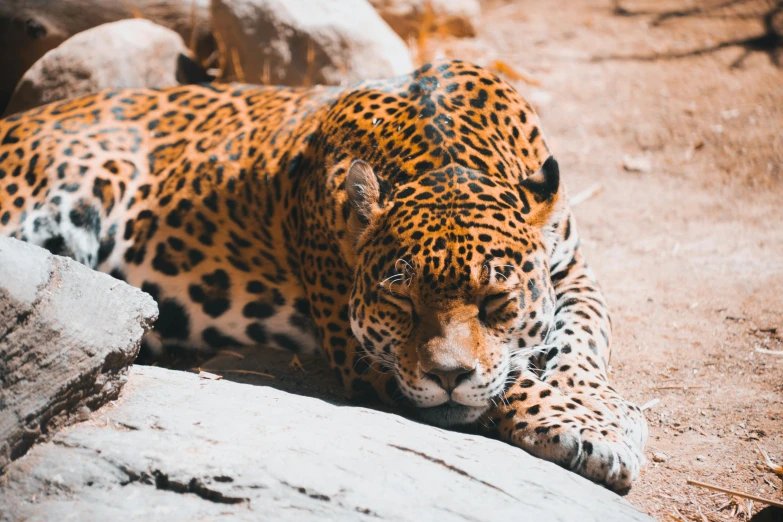 a leopard that is laying down on some rocks