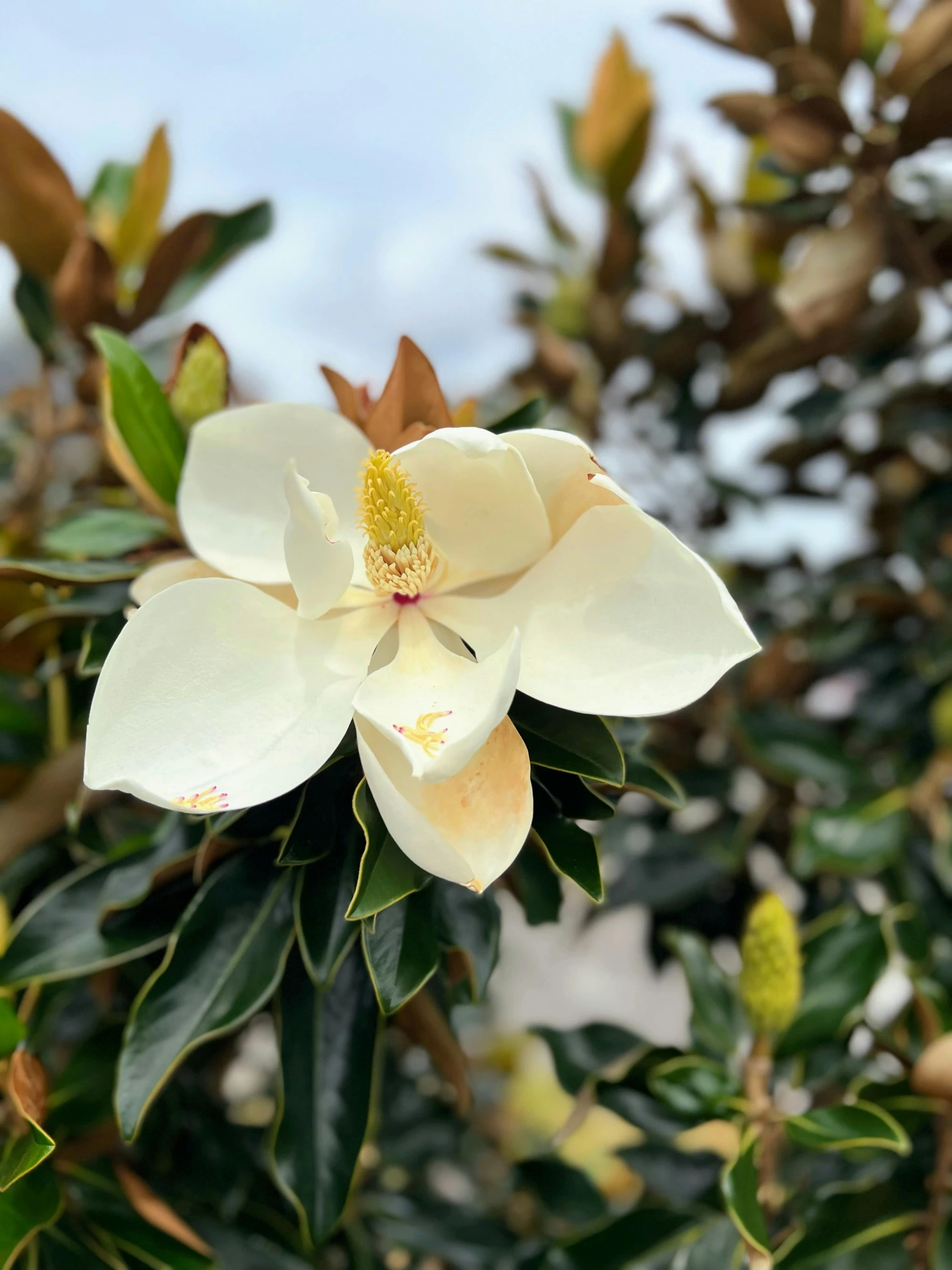 a white flower with yellow stamens in the middle