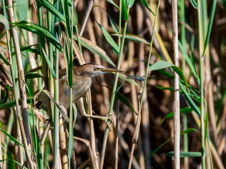 bird standing in between reeds on the water