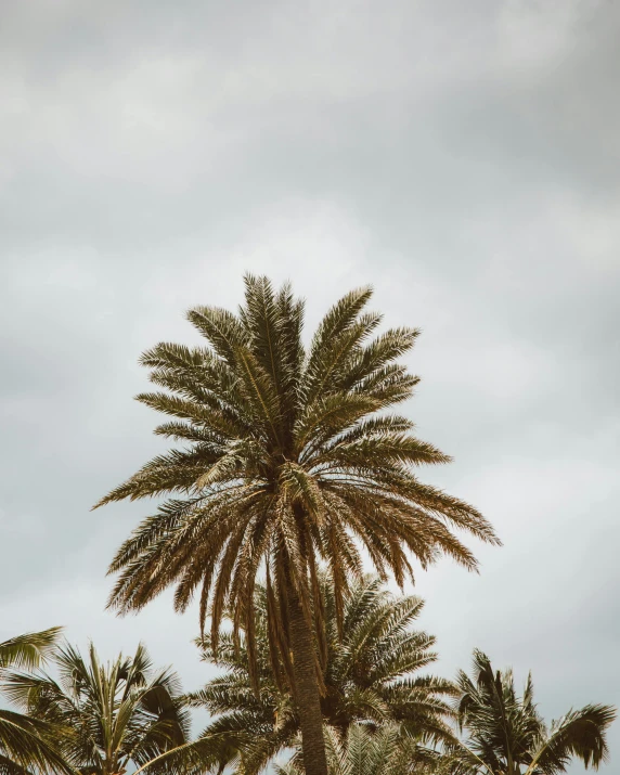 palm trees are seen against an overcast sky