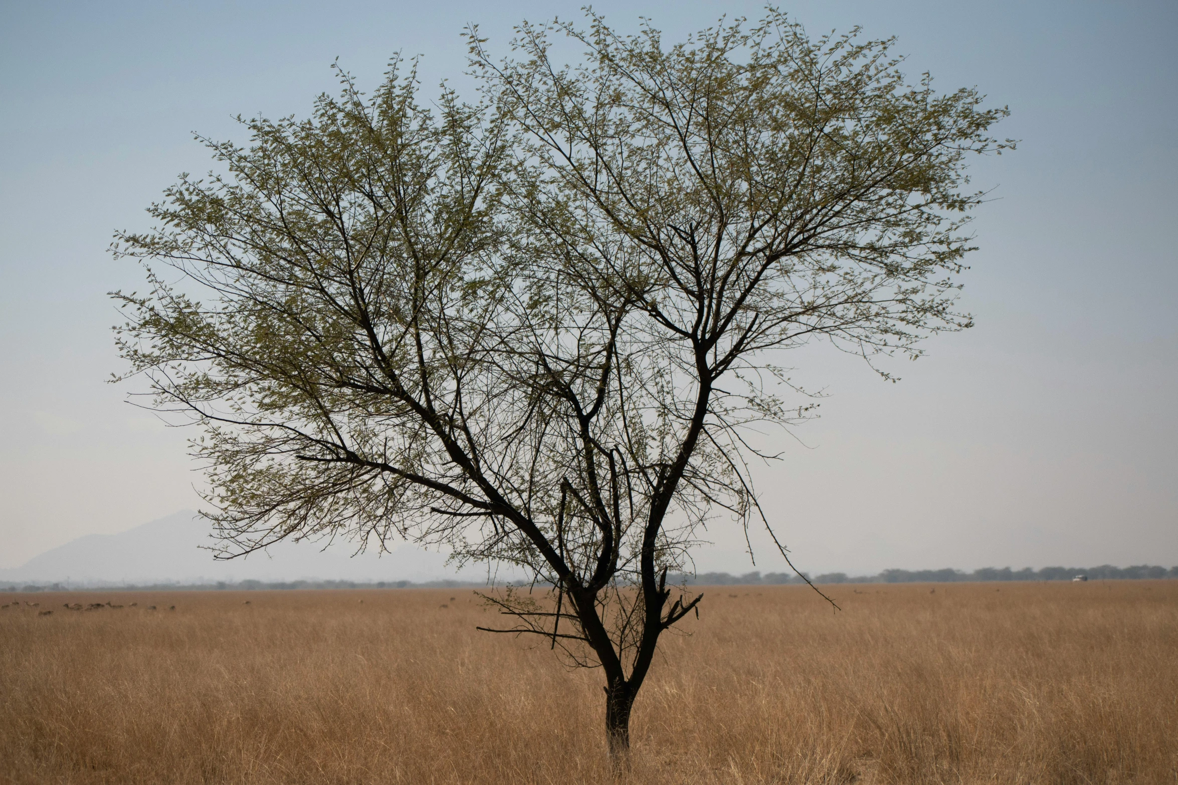 a lone tree stands alone in the middle of a field