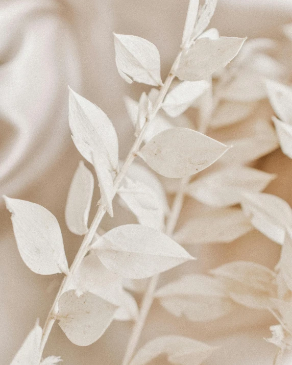 a close up view of leaves on a tree nch