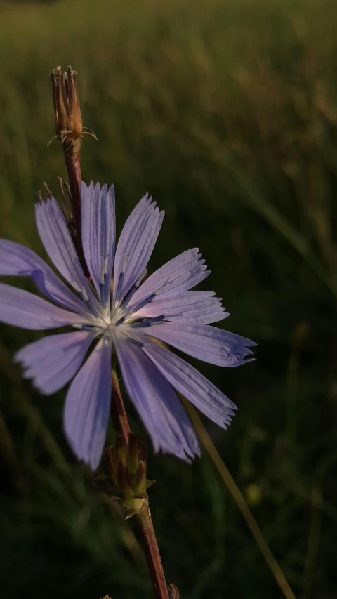 a blue flower in front of a field