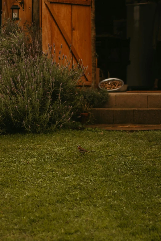 a small bird sitting in the grass next to some plants