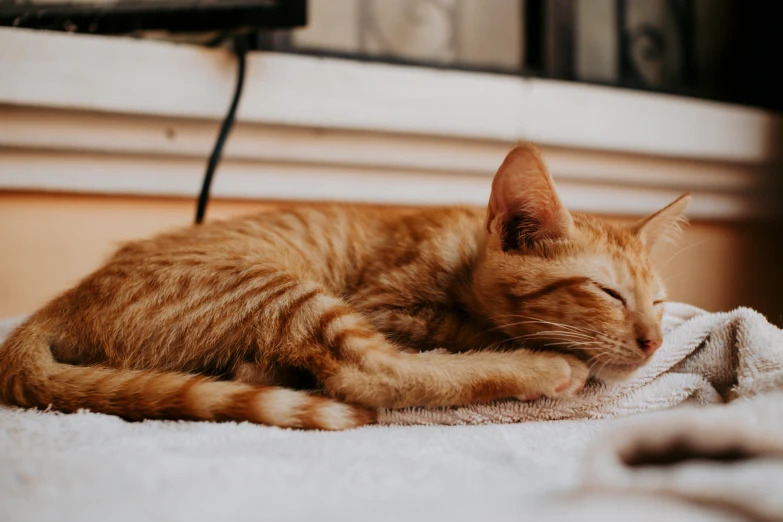 an orange and white cat sleeping on a blanket