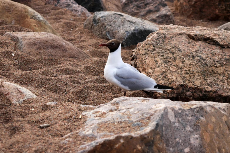 a black and white bird standing on some rocks
