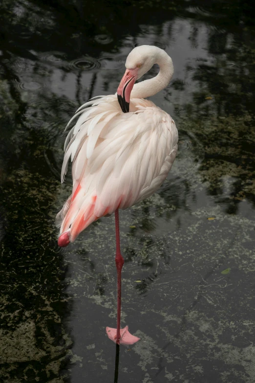 a white and pink flamingo standing in the water
