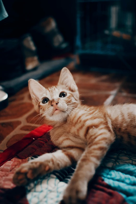 an orange and white kitten lying on a table next to a lamp