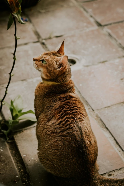 a close up of a cat on a cement ground