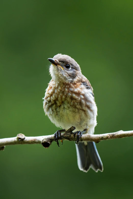 small bird sitting on a thin nch with it's wings folded down