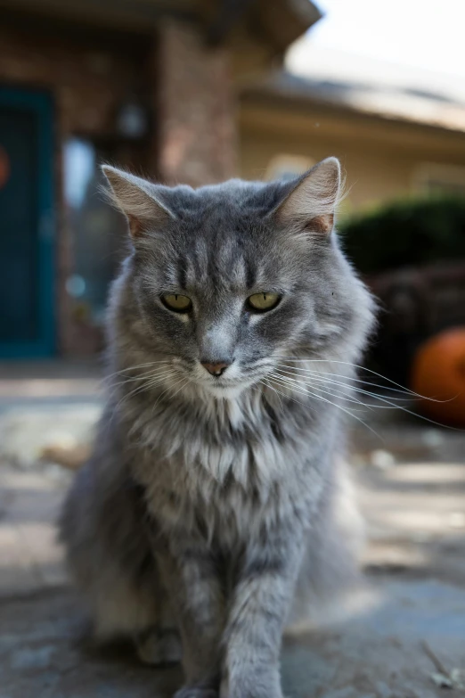 a close up of a cat on a street