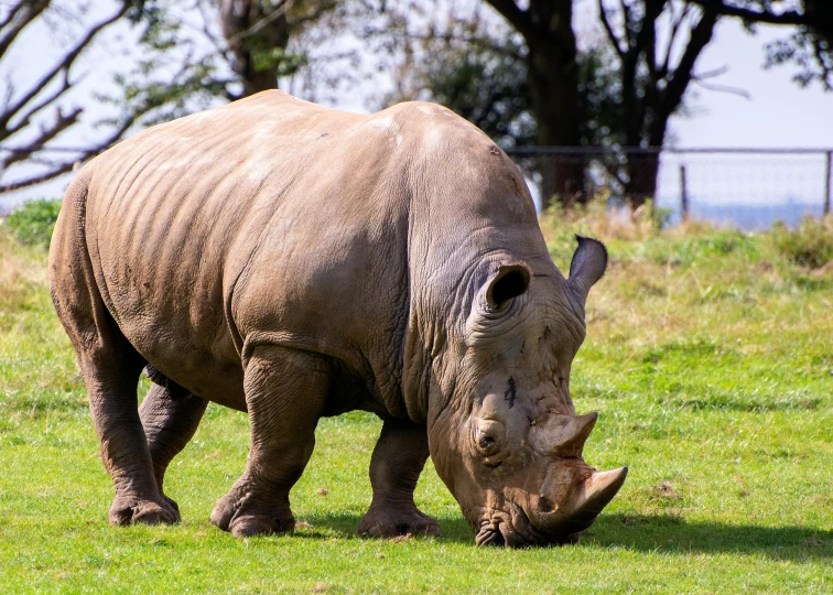 a rhinoceros standing on green grass in a park