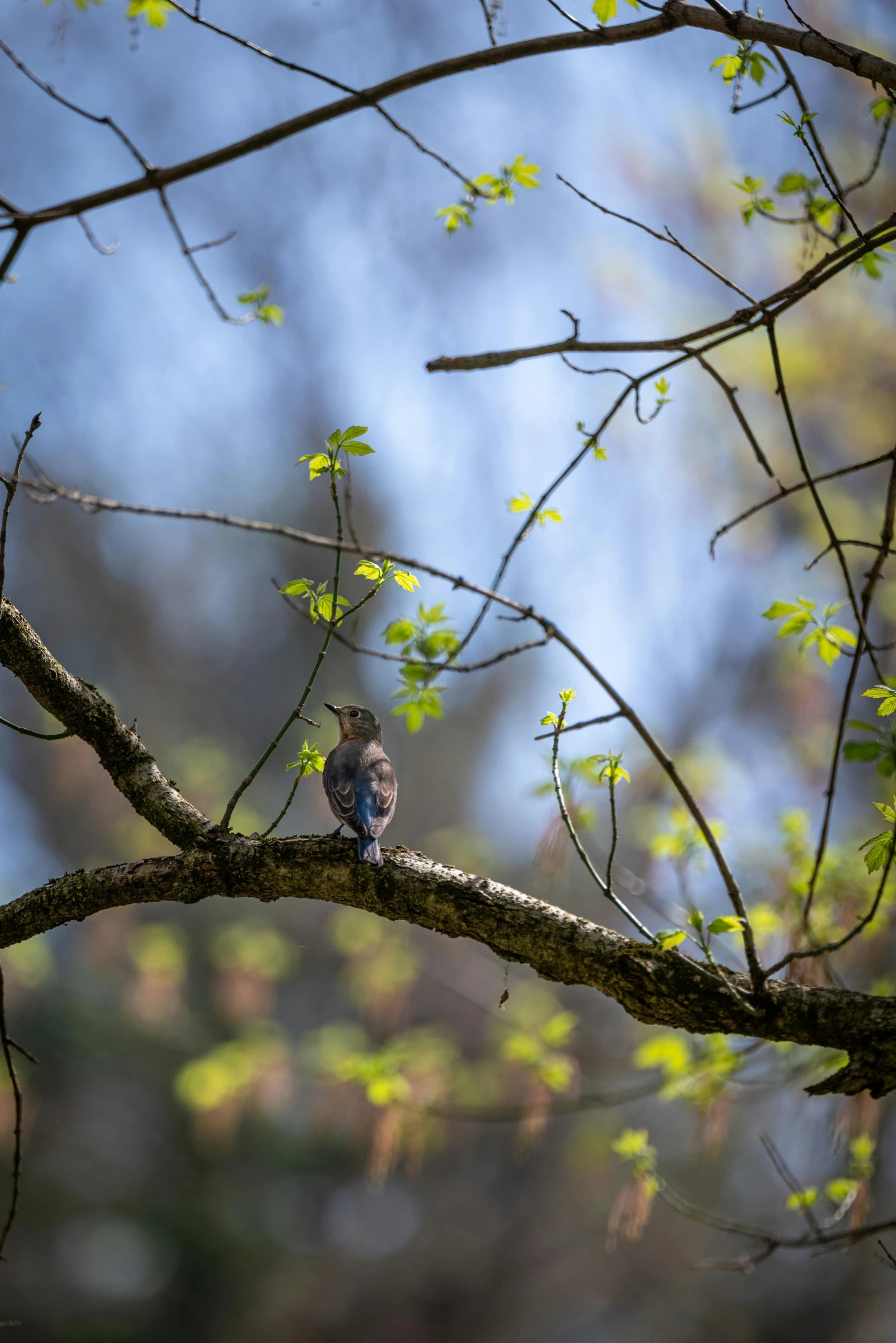 the small bird perched on top of a tree nch