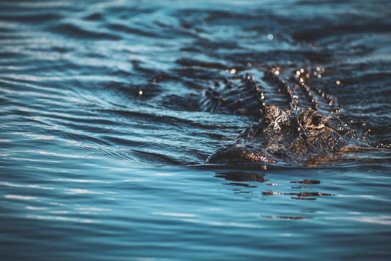 the head of a dog is submerged in the water