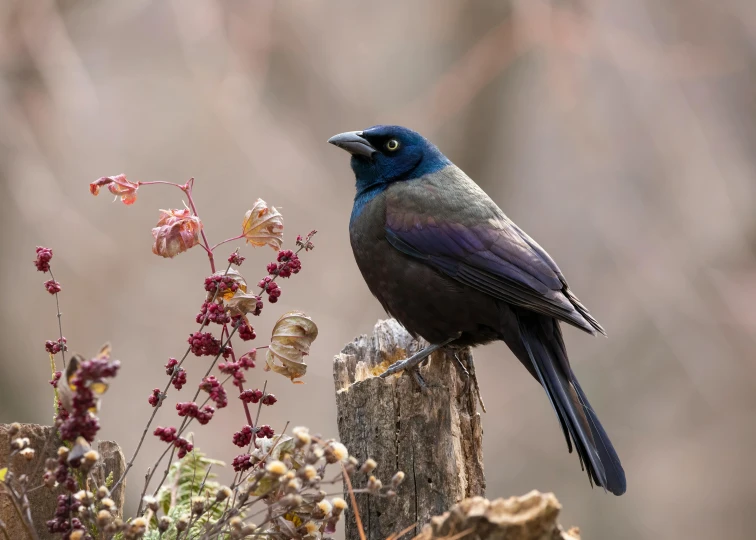 a blue and black bird sits on top of a stump in a field