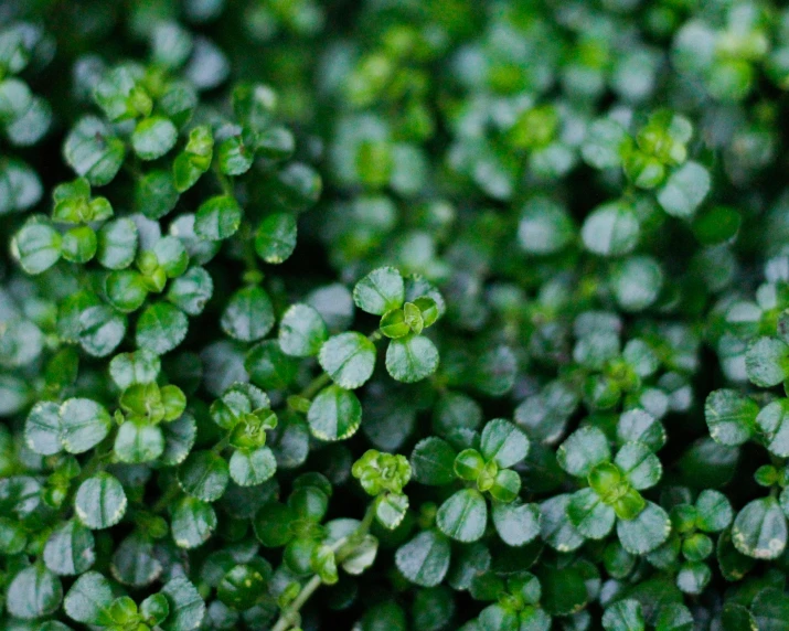 a bunch of tiny green leaves floating on top of each other