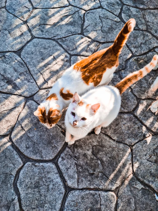 two cats in the middle of the pavement