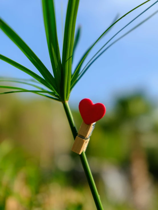 a green plant with some heart on it