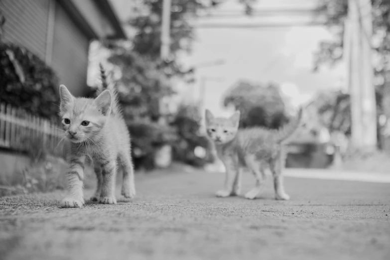there are two small cats standing on a paved street