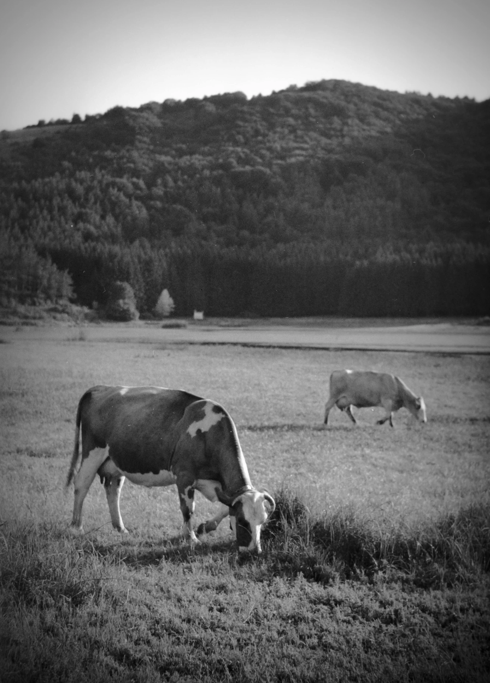 two cows are eating grass in a large field