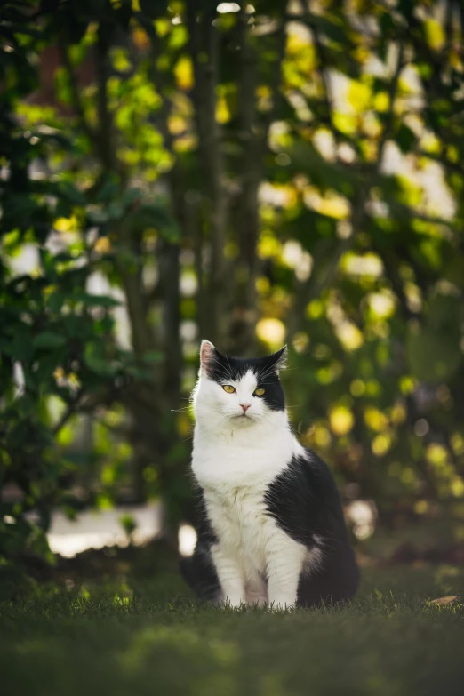 a black and white cat looks up at soing in the air