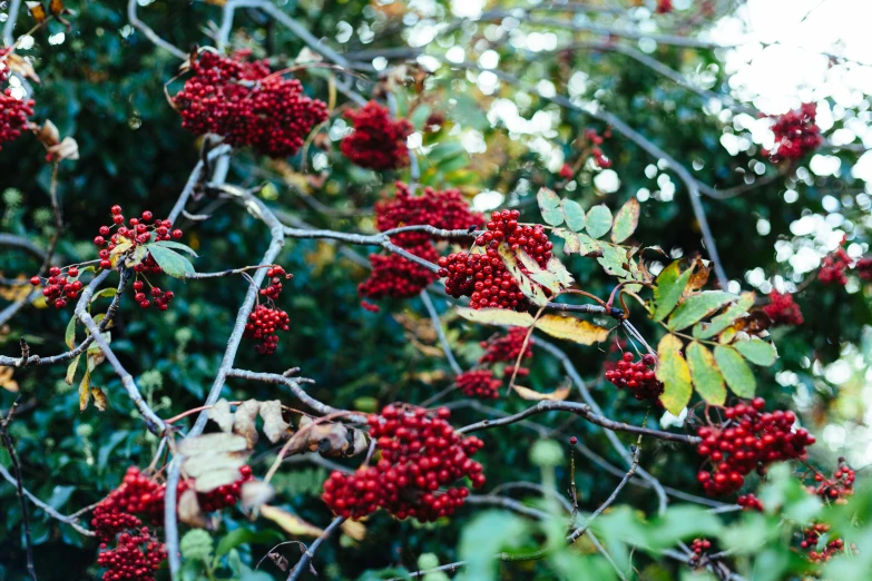 berry laden tree in front of blurred background