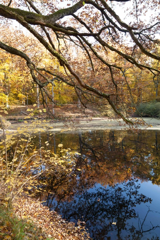 a pond with trees, foliage and water