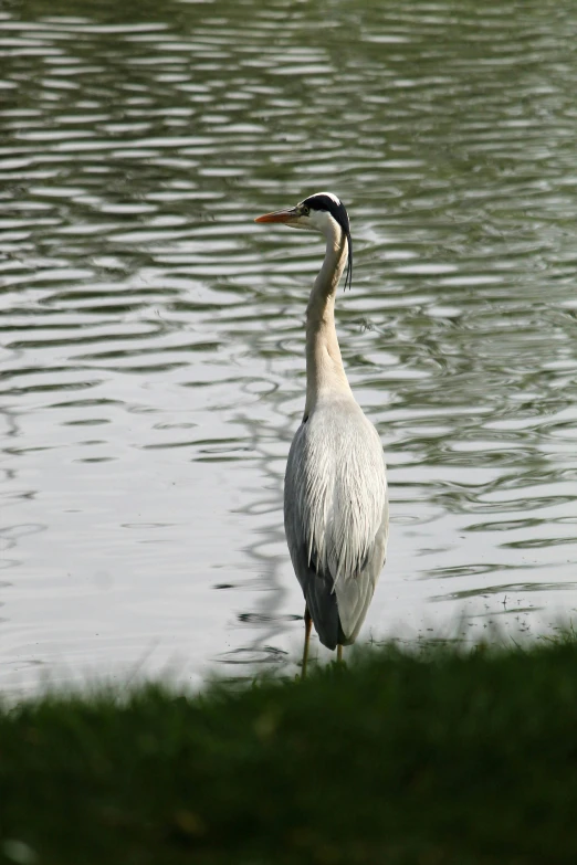 a white bird with black and orange feathers standing in shallow water