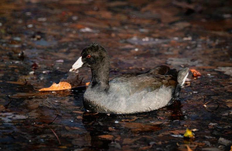 a duck floating in water with lots of leaves floating underneath