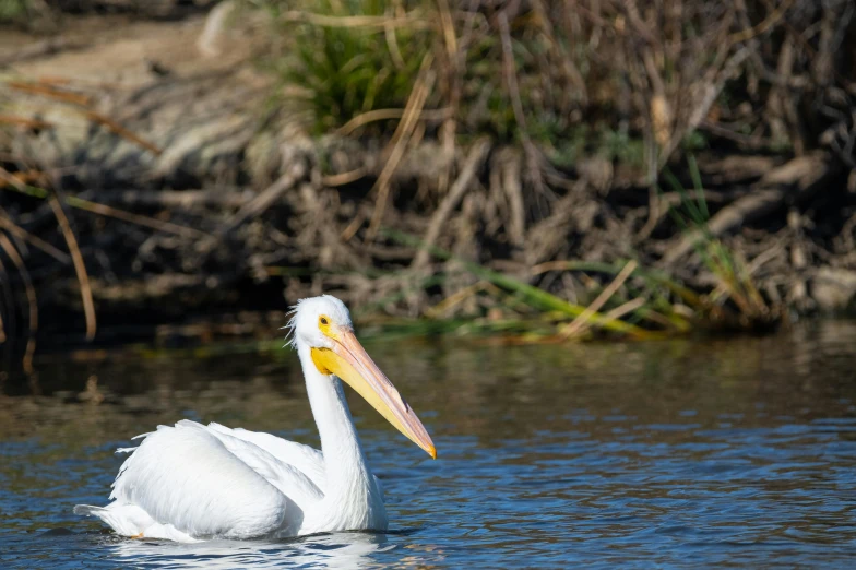 a bird floating in the middle of water