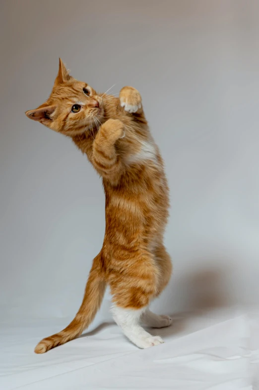 an orange cat standing up and pawing at the top of it's back legs