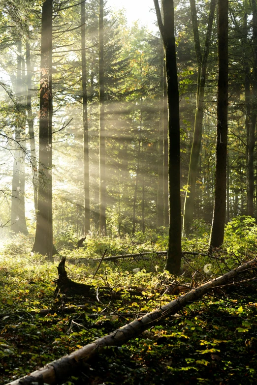 sun beams shining in the woods through the trees