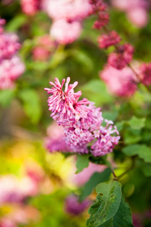 pink flowers and leaves are in the middle of a green tree