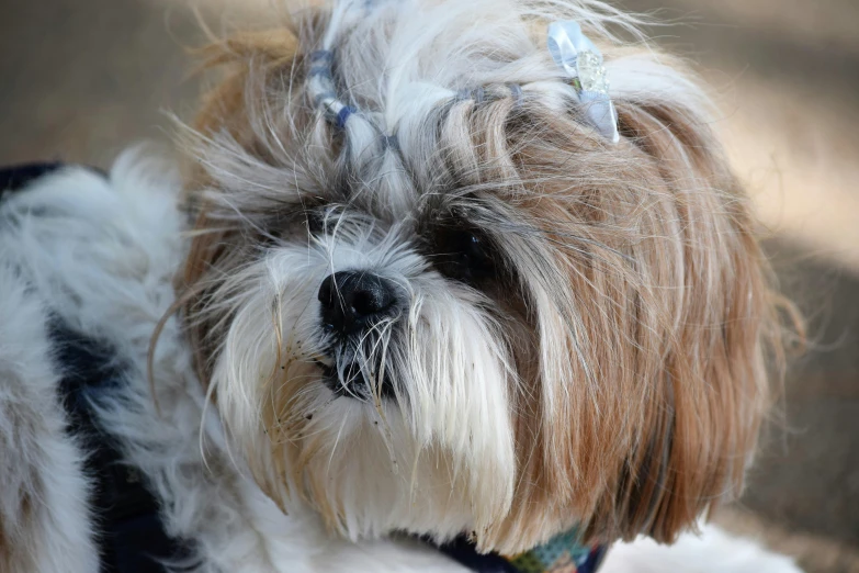 a small brown and white dog with some beads around its head