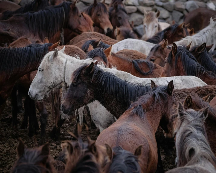 a herd of horses standing in a rocky area