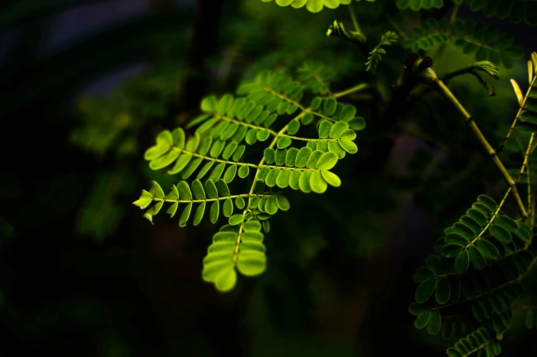 a leaf of a plant with green leaves