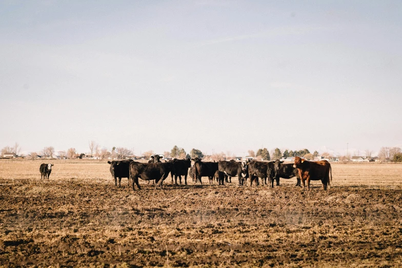 a couple of black cows and some brown grass