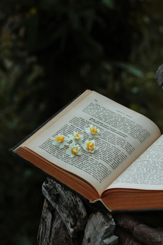 an open book with four daisies on the pages