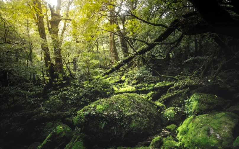 many large moss covered rocks in the middle of a forest