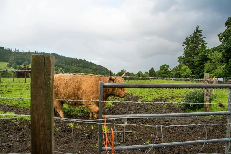 a cow is in an enclosure on a farm