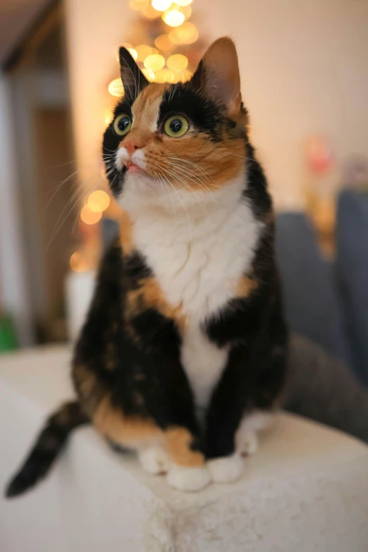 a cat sits on the edge of a ledge