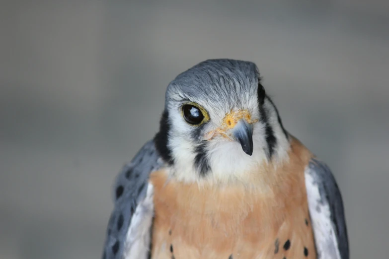 a close up of a hawk with gray background