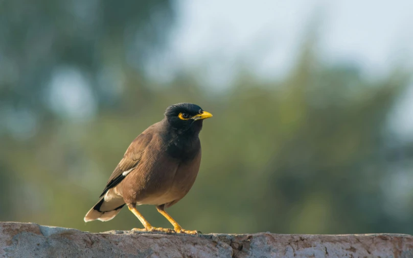 a bird perched on top of a wall