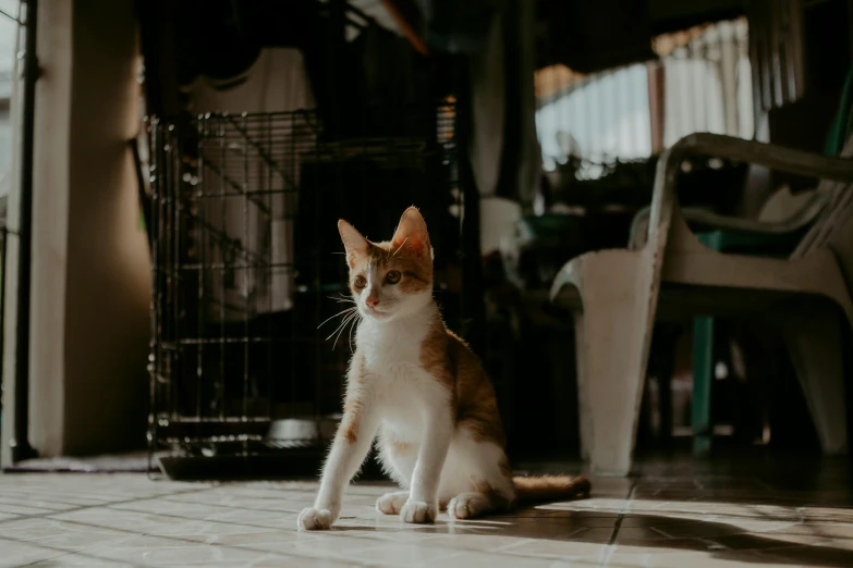 a cat sitting on the floor of a house