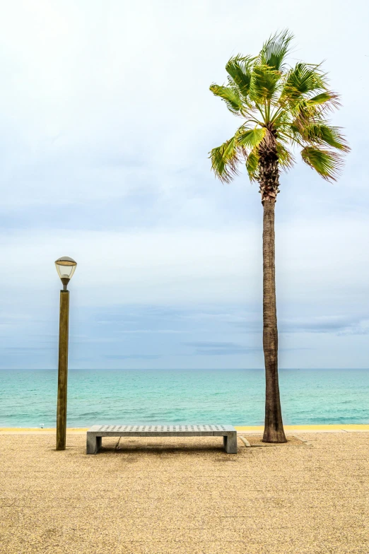 a tree is shown in front of the water