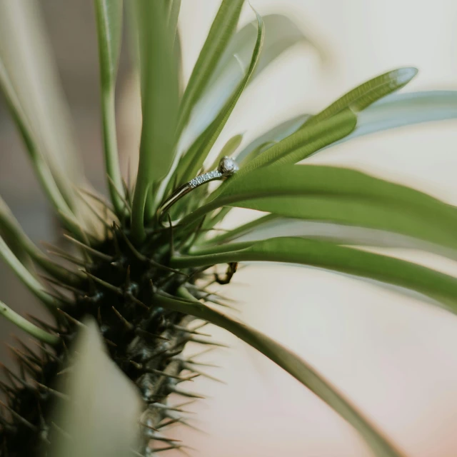 close up of a plant with blurry leaves