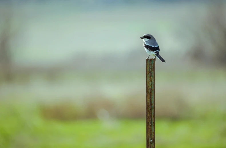 a small bird perched on top of a wooden pole