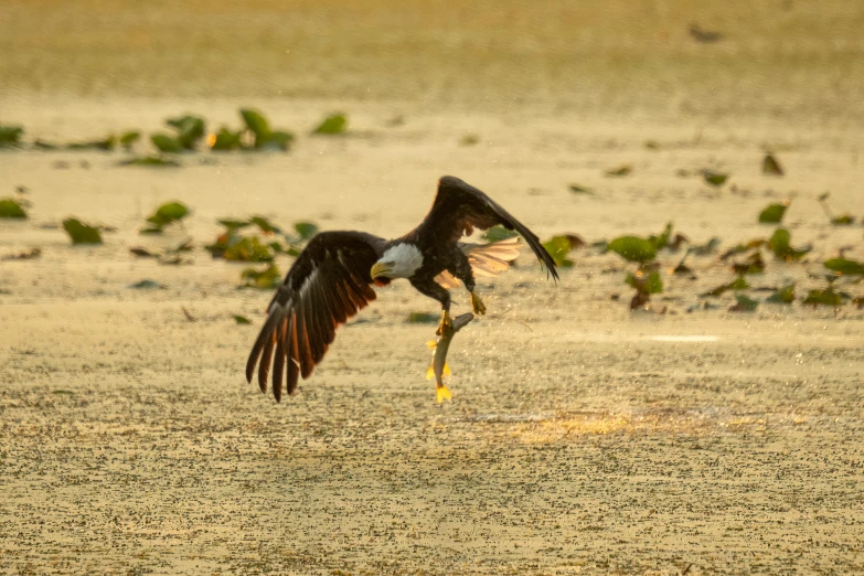 an eagle in flight holding a fish in its beak